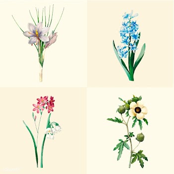 Set of beautiful blooming wildflowers | Free stock vector - 503572