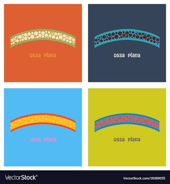 Set of bone flat icon single high quality outline vector image