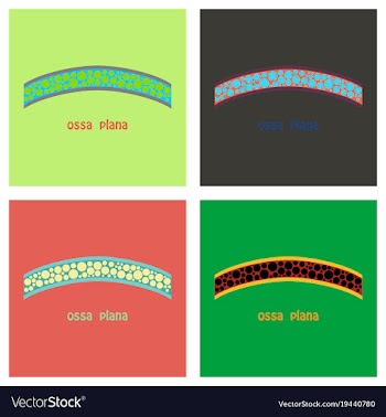 Set of bone flat icon single high quality outline vector image