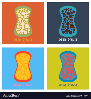 Set of bone flat icon single high quality outline vector image