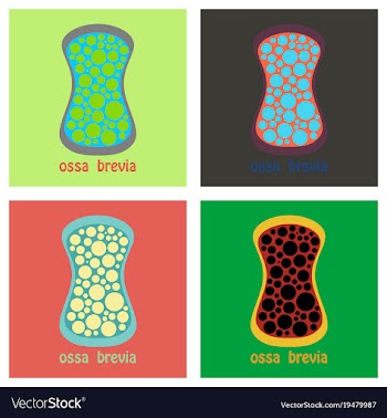 Set of bone flat icon single high quality outline vector image