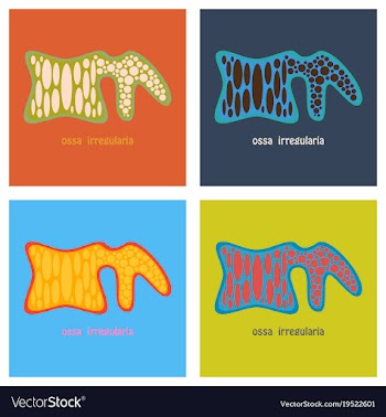 Set of bone flat icon single high quality outline vector image