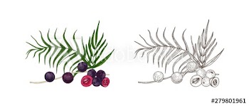 Set of colorful and monochrome drawings of acai berries and palm leaves