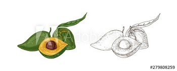 Set of colorful and monochrome drawings of lucuma fruit with leaf