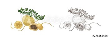 Set of colorful and monochrome drawings of maca or Peruvian ginseng