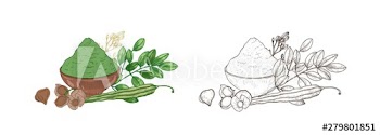 Set of colorful and monochrome drawings of Moringa oleifera plant, vegetable pods and powder in bowl