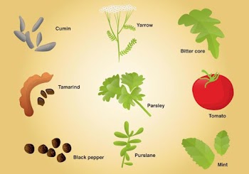 Set of Different Spices