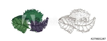 Set of elegant colorful and monochrome drawings of Kale or leaf cabbage