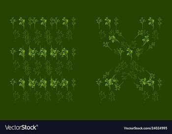 Set of elegant floral elements for your design vector image