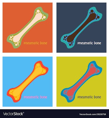 Set of flat anatomy of the long bone periosteum vector image