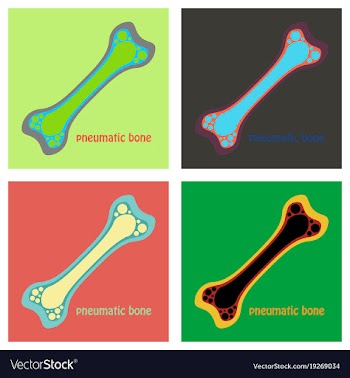 Set of flat anatomy of the long bone periosteum vector image
