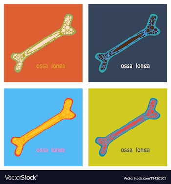 Set of flat anatomy of the long bone periosteum vector image