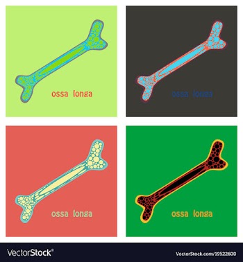 Set of flat anatomy of the long bone periosteum vector image