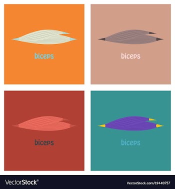 Set of flat biceps triceps - movement of the arm vector image