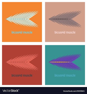 Set of flat bicuspid muscle vector image