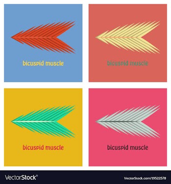 Set of flat bicuspid muscle vector image