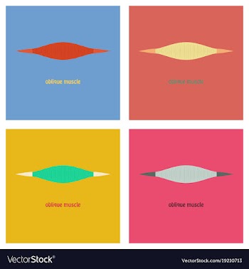 Set of flat external oblique muscles of chest vector image