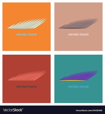 Set of flat of structure skeletal muscle anatomy vector image