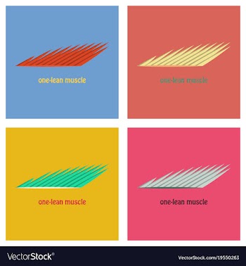 Set of flat of structure skeletal muscle anatomy vector image