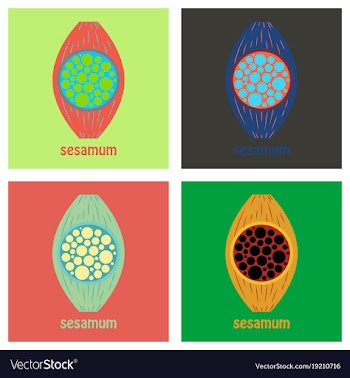Set of flat of the normal sesamoid bone external vector image