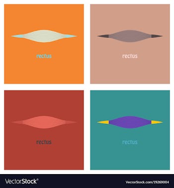 Set of flat rectus - didactic board of anatomy of vector image
