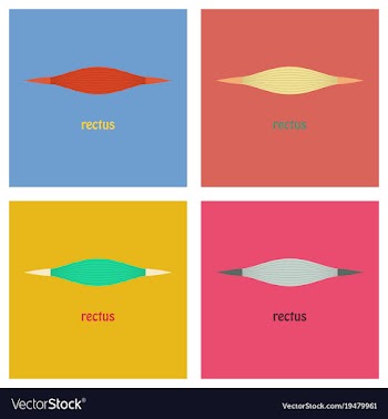Set of flat rectus - didactic board of anatomy of vector image