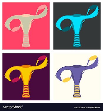 Set of flat showing female reproductive system vector image