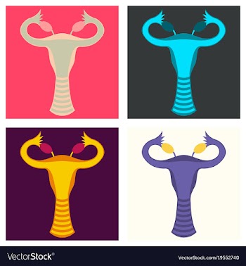 Set of flat showing female reproductive system vector image