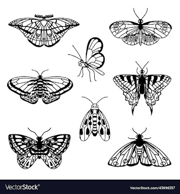 set of hand drawn black outline butterflies