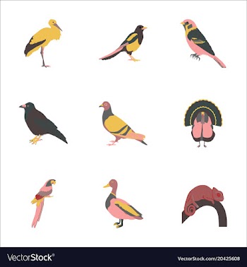 Set of in flat style birds vector image