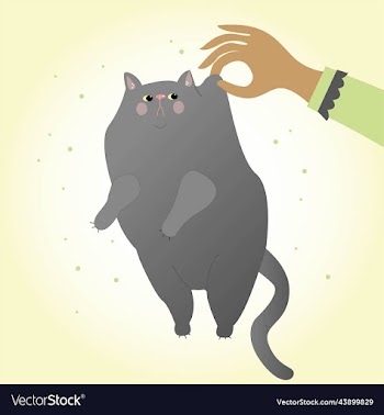 set of isolated cute british cats and kittens