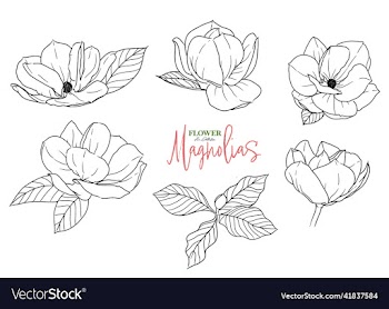 set of isolated magnolia drawn flower