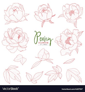 set of isolated peony drawn flower