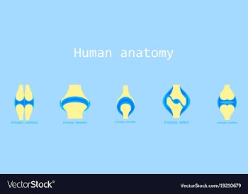 Set of knee joint health care icon flat vector image