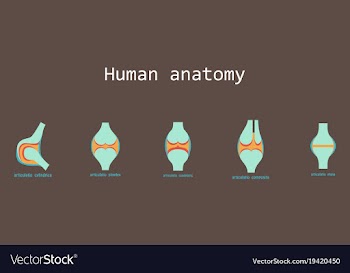 Set of knee joint health care icon flat vector image