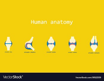 Set of knee joint health care icon flat vector image