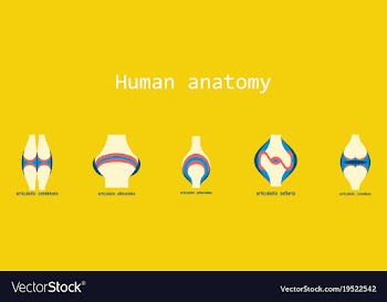 Set of knee joint health care icon flat vector image