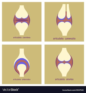 Set of knee joint health care icon flat vector image