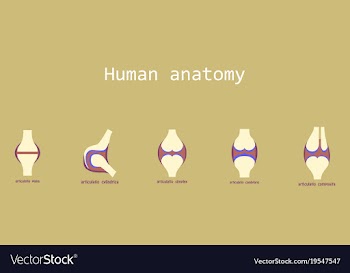 Set of knee joint health care icon flat vector image