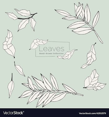 set of leaf and branch hand drawn