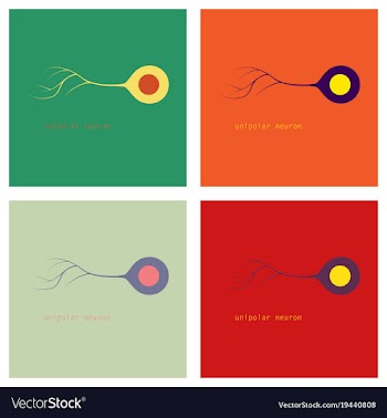 Set of of basic neuron types vector image