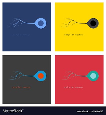 Set of of basic neuron types vector image