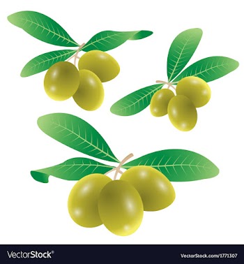 					Set of olives vector image														