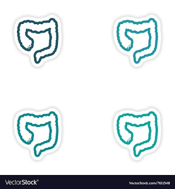 Set of paper stickers on white background Duodenum vector image