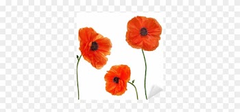 Set Of Single Poppy Flowers Isolated On White Background - Red Wild Poppy Framed
