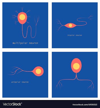 Set of structure of a motor neuron vector image
