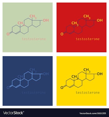 Set of testosterone male sex hormone androgen vector image