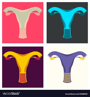 Set of uterus human internal organs flat vector image