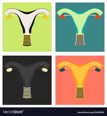 Set of uterus human internal organs flat vector image
