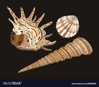 set of various seashells of usual shape with
